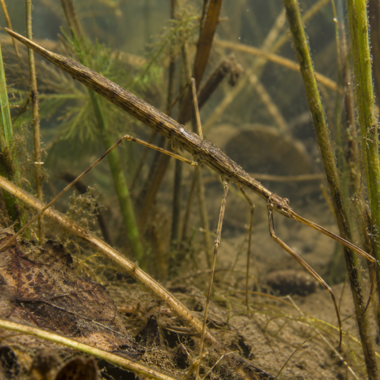 Ranatra-waterwants tussen waterplanten in ondiep zoet water; soortniveau niet vastgesteld.