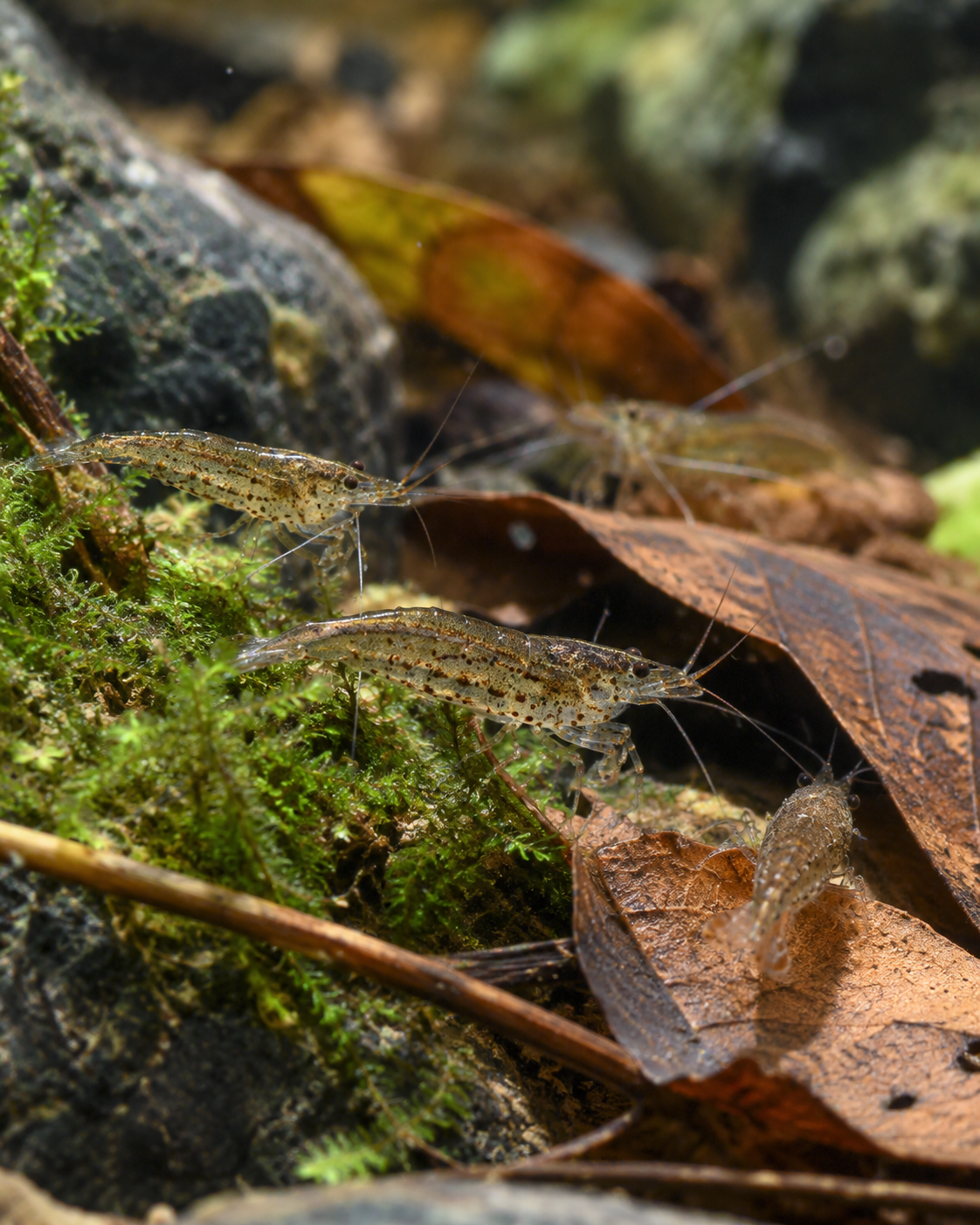 Caridina parvidentata ‘Malawa’ — AI-illustratie — benadering, geen determinatiefoto.