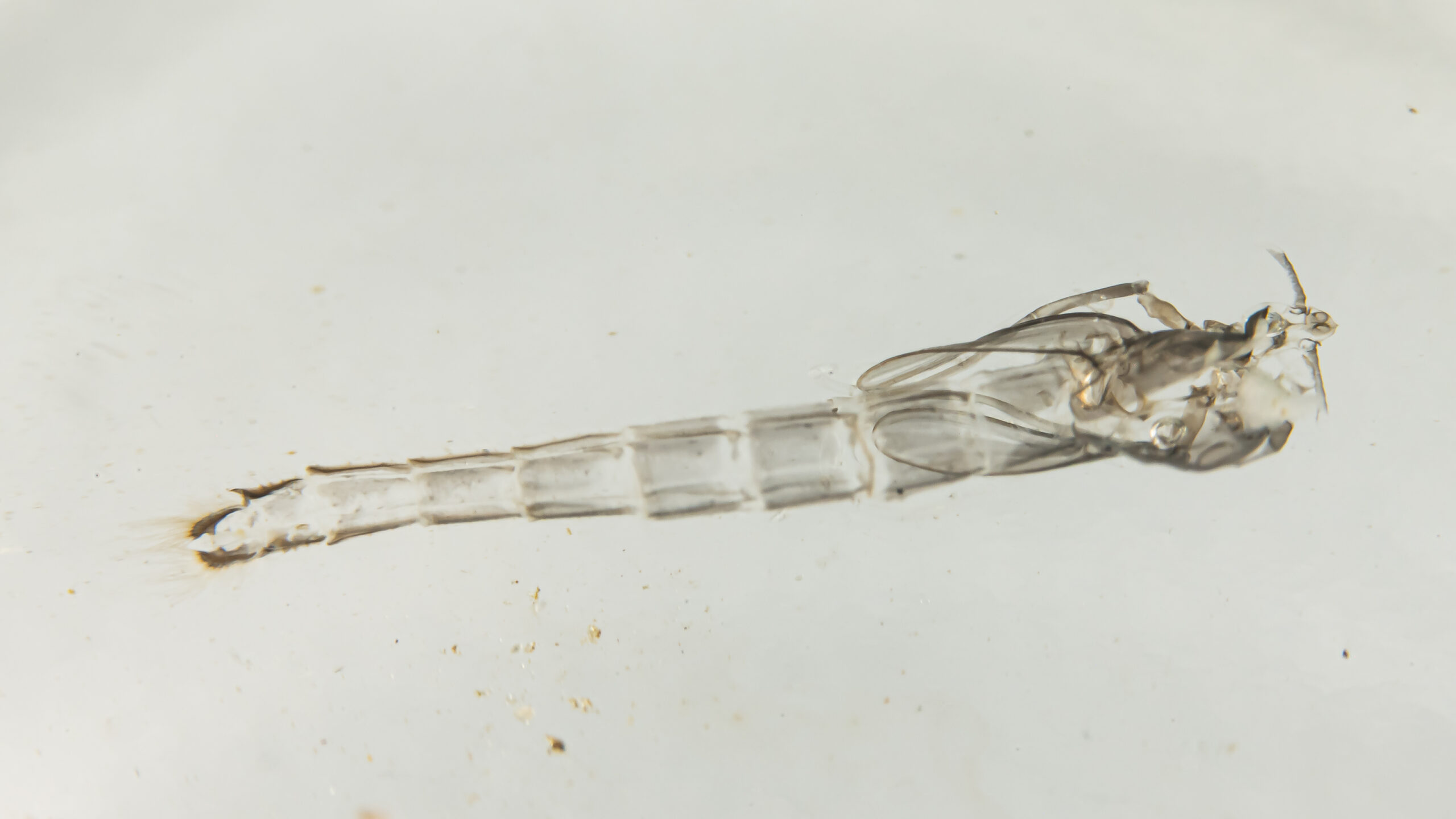 Chironomidae — Larvefoto · vaste voedselweblaag