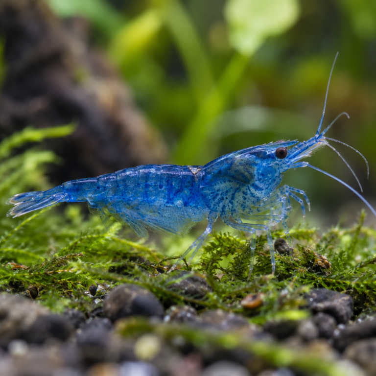Blauwe Neocaridina davidi op mos en steen in een zoetwaterbiotoop.