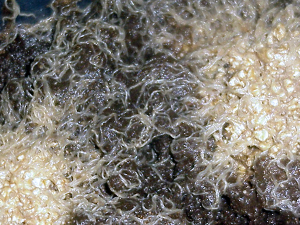 Enchytraeus sp. — Enchytraeus: genusreferentie, geen exacte foto van E. crypticus.
