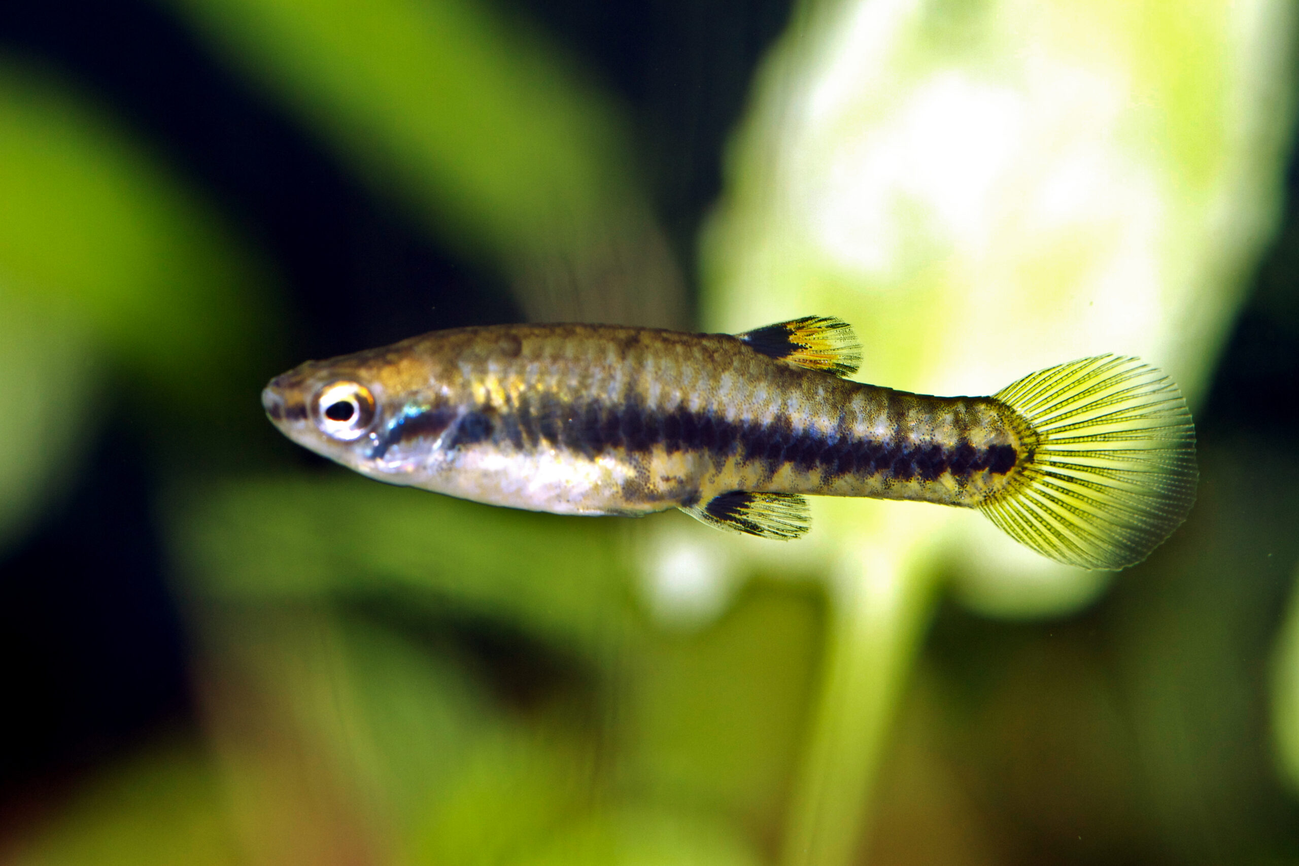 Tropical water-edge habitat