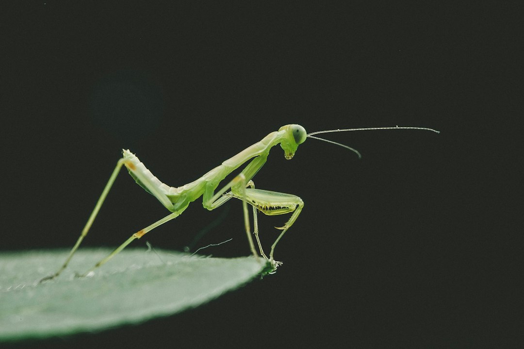 Bidsprinkhaan tussen groen blad