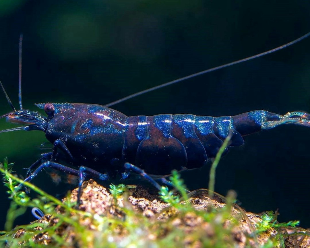Blauwe Neocaridina (Blue Velvet) als visuele referentie voor de Blue Dream-kleurvorm; geen exacte Blue Dream-determinatiefoto