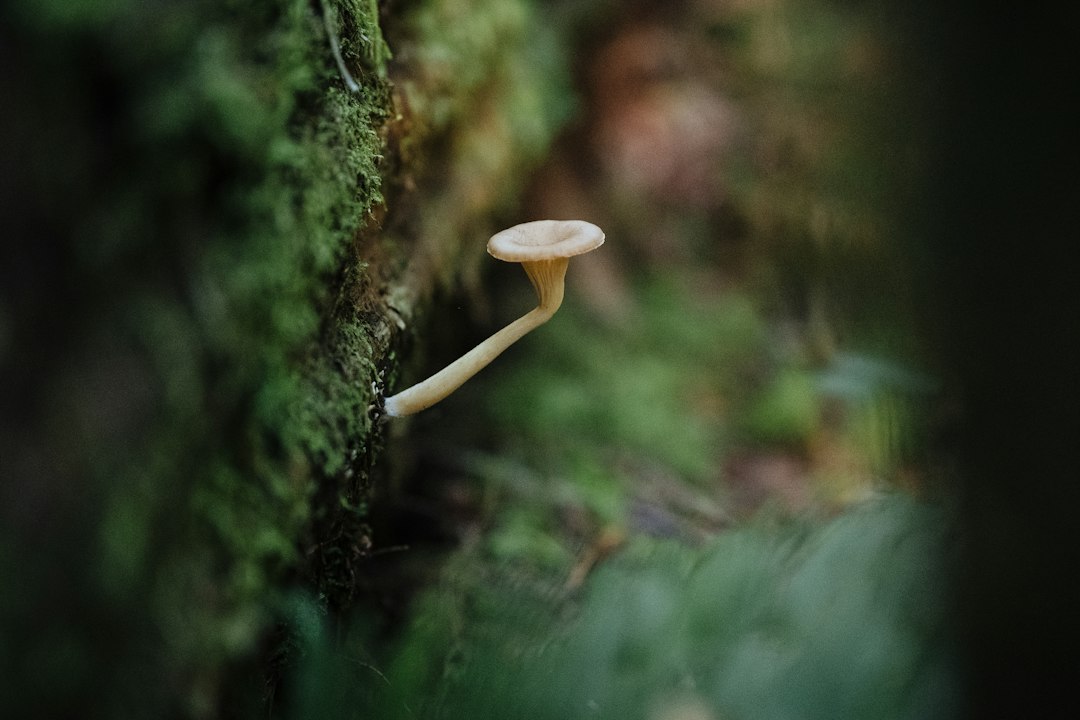 Kleine paddenstoel op de bosbodem