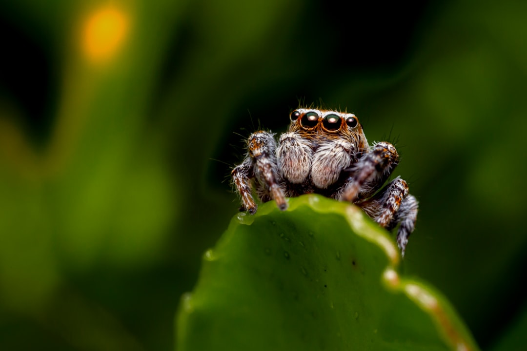 Echte natuurfoto van een springspin