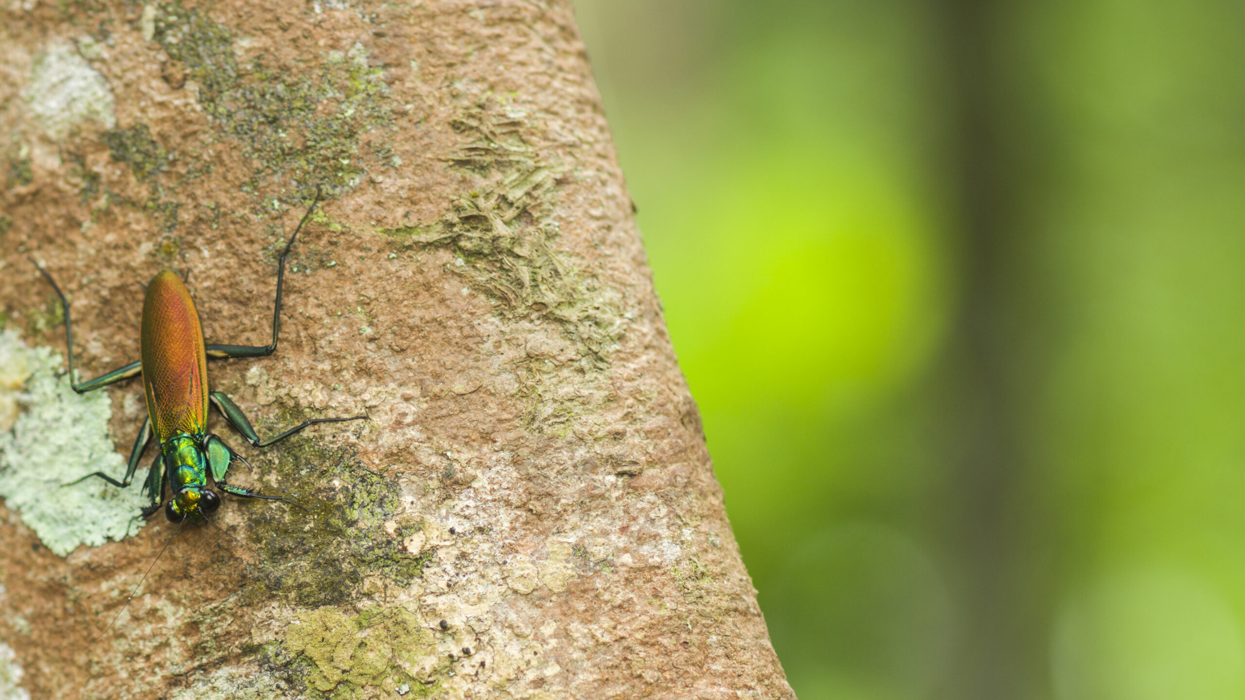 Metallyticus splendidus — Echte soortfoto