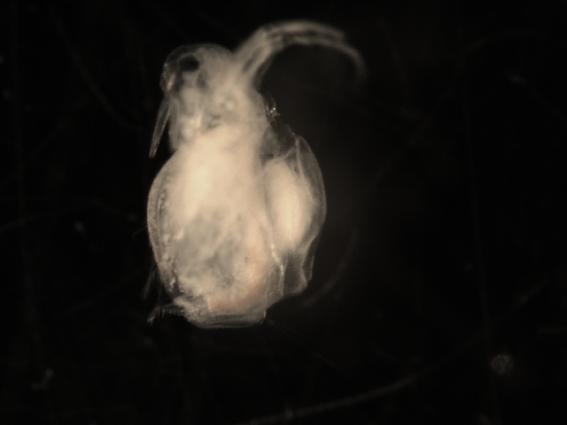 Moina sp. — Afgebeeld: Moina sp., één van de microprooien; geen soortbepaling.