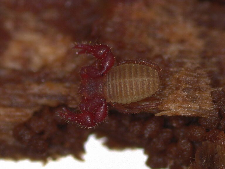 Pselaphochernes scorpioides; exacte soortfoto van een pseudoschorpioen. Bron Wikimedia Commons, CC BY 4.0