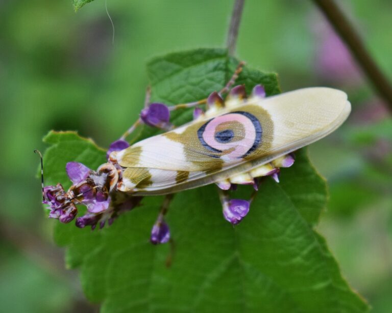Pseudocreobotra wahlbergii; exacte soortfoto van een spiny flower mantis. Bron Wikimedia Commons, CC BY 4.0