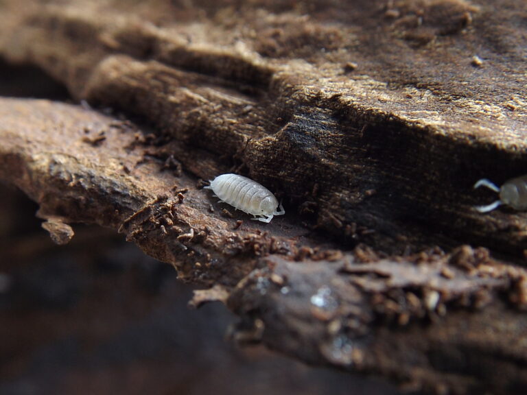 Trichorhina tomentosa op hout; exacte soortfoto. Foto Bianca Laskowska via Wikimedia Commons, CC BY-SA 4.0