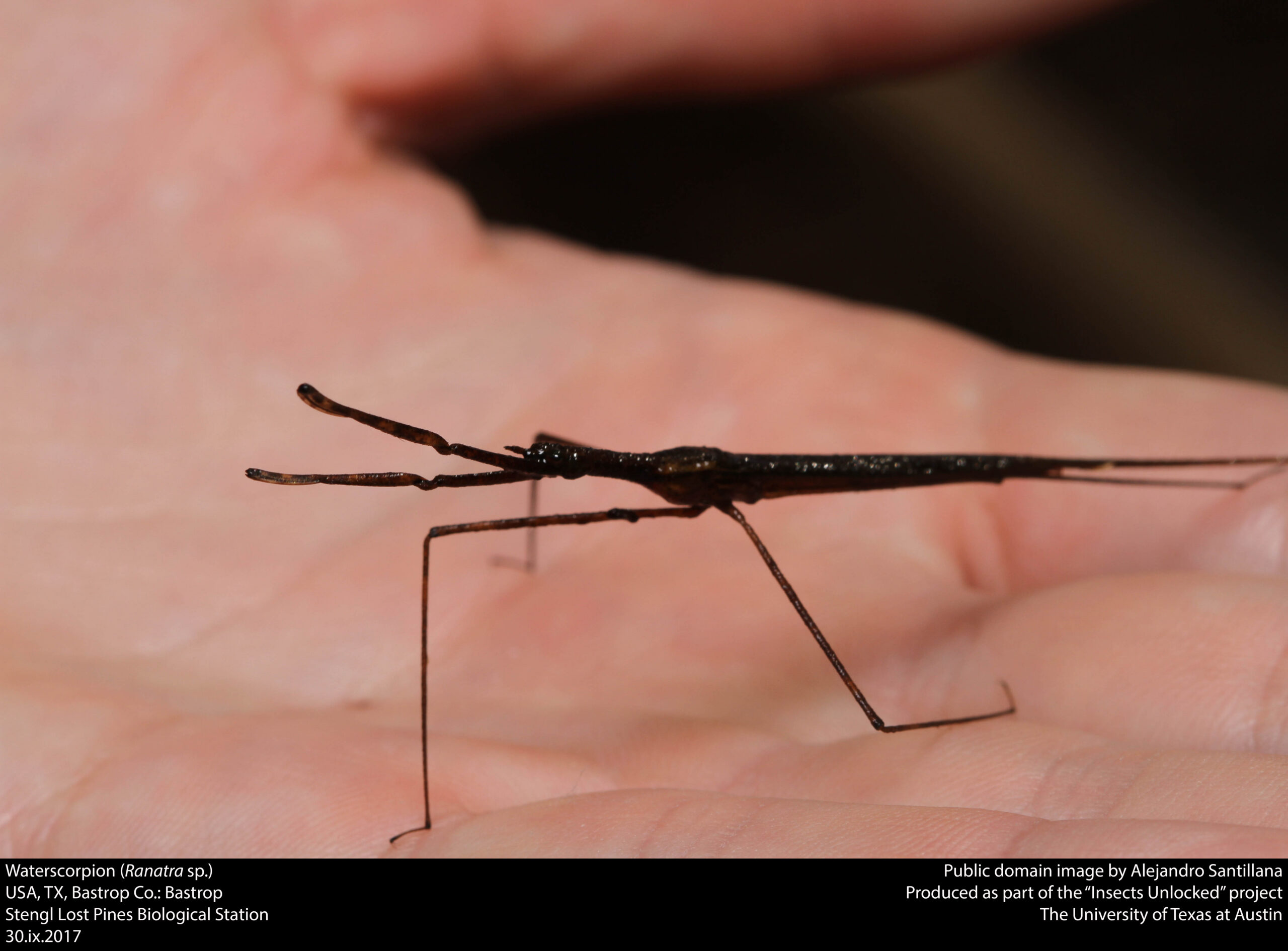 Ranatra sp. — echte genusfoto
