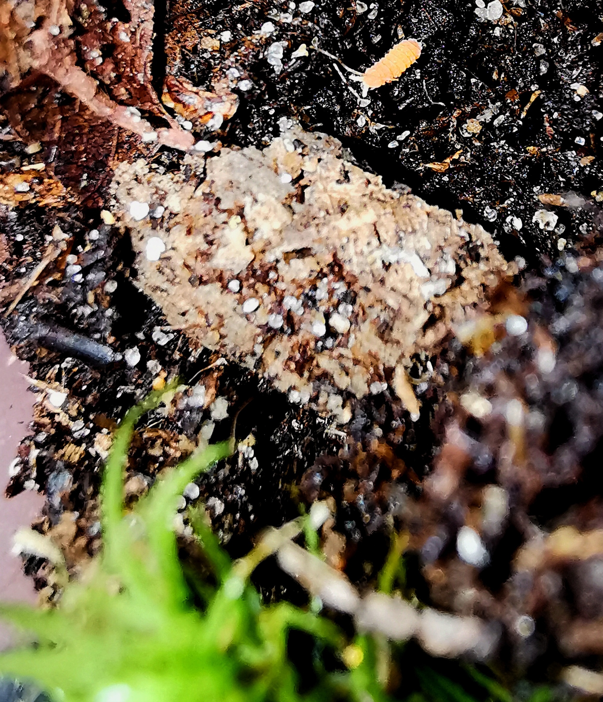 Yuukianura aphoruroides; exacte soortfoto van een springstaart